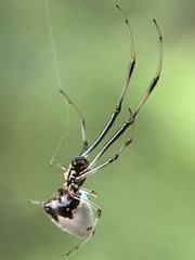 Argyrodes elevatus