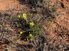 Senecio lacustrinus