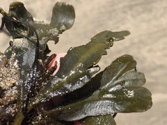 Fucus distichus