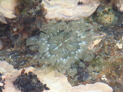 Aulactinia stella