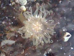 Aulactinia stella