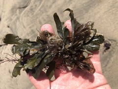 Fucus distichus