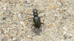 Cicindela scutellaris lecontei