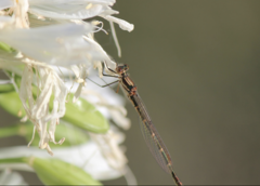 Austrolestes annulosus