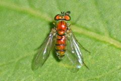 Condylostylus caudatus