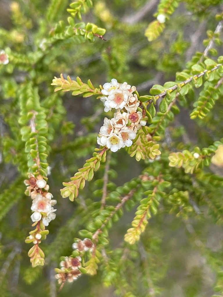 Thryptomene oligandra