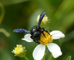 Megachile xylocopoides