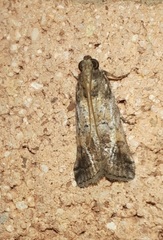 Chararica hystriculella