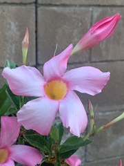 Mandevilla sanderi