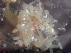 Aulactinia stella