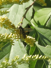 Spilomyia longicornis