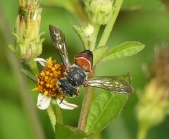 Coelioxys slossoni slossoni