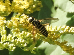 Spilomyia longicornis