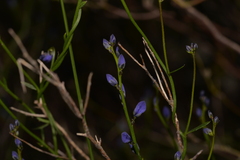 Comesperma