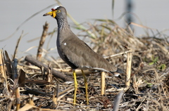 Vanellus senegallus lateralis