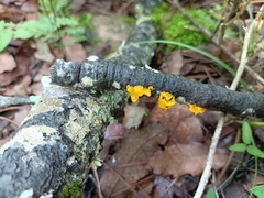 Tremella