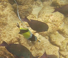 Zanclus cornutus