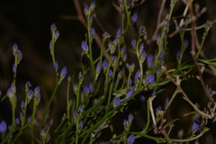 Comesperma