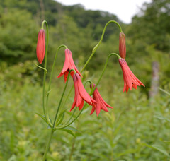 Lilium grayi