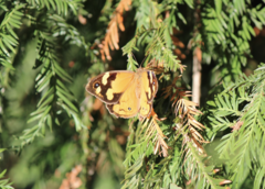 Heteronympha merope