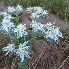 Euphorbia marginata