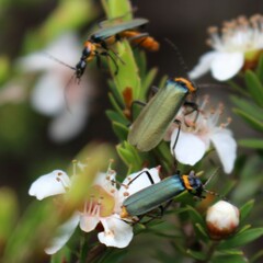 Chauliognathus lugubris
