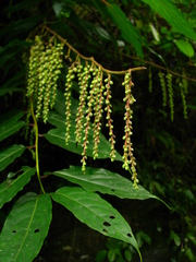 Stachyurus himalaicus