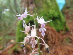 Calanthe puberula