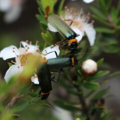 Chauliognathus lugubris