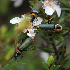 Chauliognathus lugubris