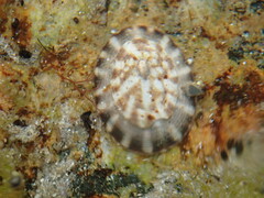 Testudinalia testudinalis