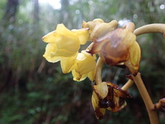 Galeola lindleyana