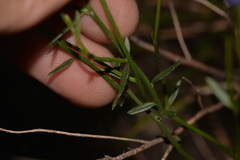 Comesperma