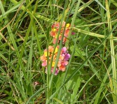 Lantana × strigocamara