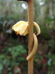 Galeola lindleyana