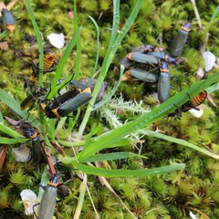 Chauliognathus lugubris
