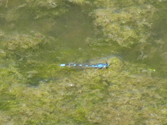 Enallagma carunculatum