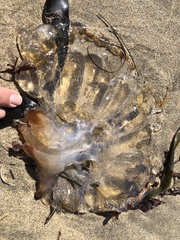 Chrysaora fuscescens