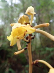 Galeola lindleyana