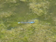 Enallagma carunculatum