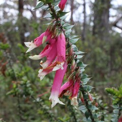 Epacris longiflora