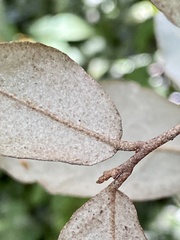 Elaeagnus pungens