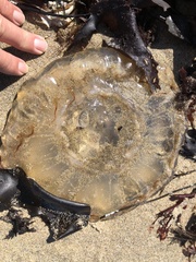 Chrysaora fuscescens