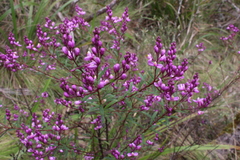 Comesperma ericinum