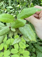 Elaeagnus pungens