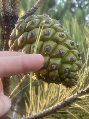 Pinus pinea