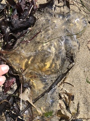 Chrysaora fuscescens