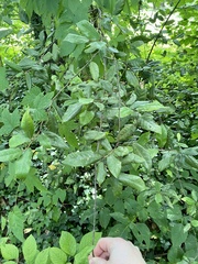 Elaeagnus pungens