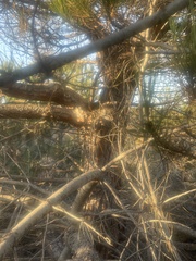 Pinus pinea