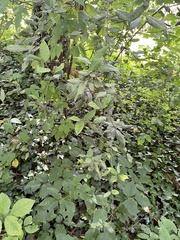 Elaeagnus pungens